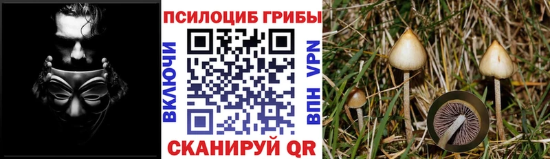 Псилоцибиновые грибы Psilocybine cubensis  сайты даркнета официальный сайт  Вольск 